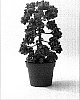 Pelargonium%20graveolens%20%27Bontrosai%27