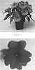 Impatiens%20x%20hawkeri%20%27Balcebpiel%27