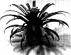Guzmania%20sp.%20%27Holiday%27