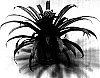 Guzmania%20sp.%20%27Holiday%27