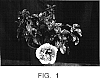 Hibiscus%20rosa-sinensis%20L.%20%27Smiley%20Face%27