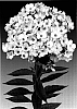Phlox%20paniculata%20%27Junior%20Surprise%27