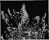 Heuchera%20hybrid%20%27City%20Lights%27