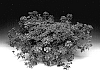 Verbena%20x%20hybrida%20%27Verena%27