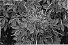 Cleome%20hasslerana%20%27Robspidam%27