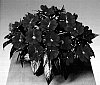 Impatiens%20hawkeri%20%27Fisnics%20Redgold%27