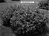 Rosa%20rugosa%20%27Meitozaure%27