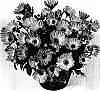 Osteospermum%20ecklonis%20%27Duesumpink%27
