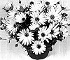 Osteospermum%20ecklonis%20%27Duesumwhite%27