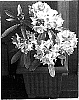 Rhododendron%20hybrid%20%27Rhodunter%2037%27