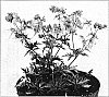 Geranium%20pratense%20%27New%20Dimension%27