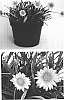 Gazania%20rigens%20%27California%20Gold%27