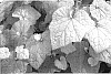 Tolmiea%20menziesii%20%27Cool%20Gold%27