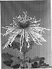 Chrysanthemum%20morifolium%20%27Kiko%27