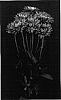 Chrysanthemum%20x%20morifolium%20%27Fall%27