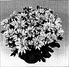 Chrysanthemum%20morifolium%20%27Nirvana%20Improved%27