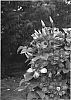 Clematis%20hybrid%20%27Vanso%27