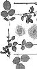 Rosa%20hybrida%20%27Zaryellow%27