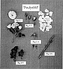 Rosa%20hybrida%20%27POULyc005%27