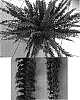 Nephrolepis%20exaltata%20%27Nr.%2020%27