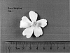 Rosa%20hybrida%20%27Meiglise%27