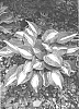 Hosta%20hybrid%20%27Grand%20Marquee%27