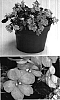 Impatiens%20walleriana%20%27Fify%20Litesal%27