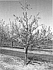 Malus%20Mill.%20%27UEB%203264%2F2%27