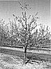 Malus%20Mill.%20%27UEB%203264%2F2%27