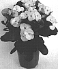 Euphorbia%20milii%20%27Dinos%27