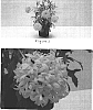 Gaillardia%20pulchella%20%27Baltoryell%27