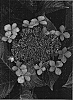 Hydrangea%20macrophylla%20%27Claudie%27