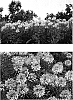 Cleome%20hasslerana%20%27Robspiapp%27