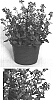 Nemesia%20hybrid%20%27N006-9BLAU%27
