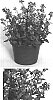Nemesia%20hybrid%20%27N006-9BLAU%27