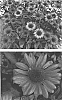Echinacea%20purpurea%20%27Little%20Magnus%27
