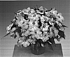Impatiens%20hawkeri%20%27Fisupnic%20Pinkeye%27