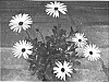 Osteospermum%20ecklonis%20%27Sumost%2002%27