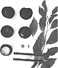 Prunus%20salicina%20%27Suplumtwentysix%27
