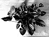 Anthurium%20andreanum%20%27Rijn200142%27