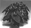 Anthurium%20andreanum%20%27Rijn200002%27