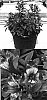 Alstroemeria%20hybrida%20%27Koobsion%27