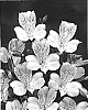 Alstroemeria%20hybrida%20%27Zalsadim%27