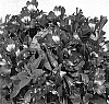 Alstroemeria%20hybrida%20%27Zaprinous%27