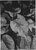 Syringa%20reticulata%20%27Golden%20Eclipse%27