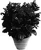 Kalanchoe%20blossfeldiana%20%27Pippijn%27