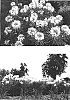 Cleome%20hasslerana%20%27Robspifro%27