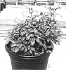 Alstroemeria%20hybrida%20%27Koserin%27