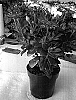 Osteospermum%20eclonis%20%27Sunny%20Zara%27
