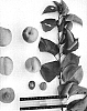 Prunus%20armeniaca%20%27Suapriten%27